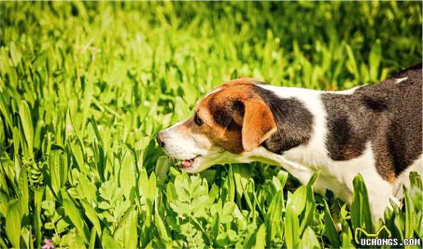 趕緊看！狗狗吃草、吃土怎么辦？值得收藏