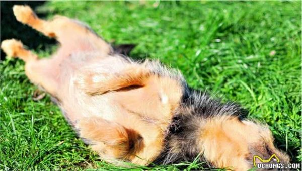 趕緊看！狗狗吃草、吃土怎么辦？值得收藏