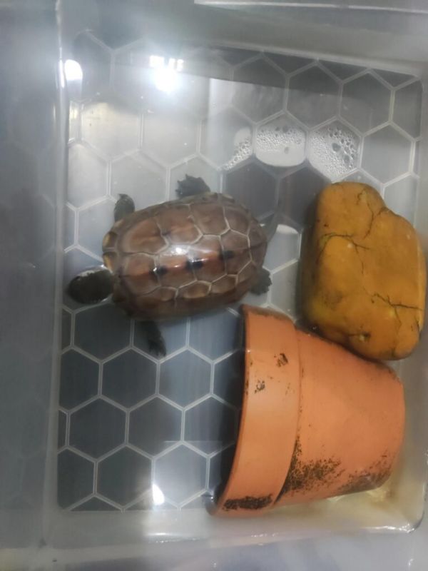 家庭饲养萌宠草龟，为什么不建议混养 
