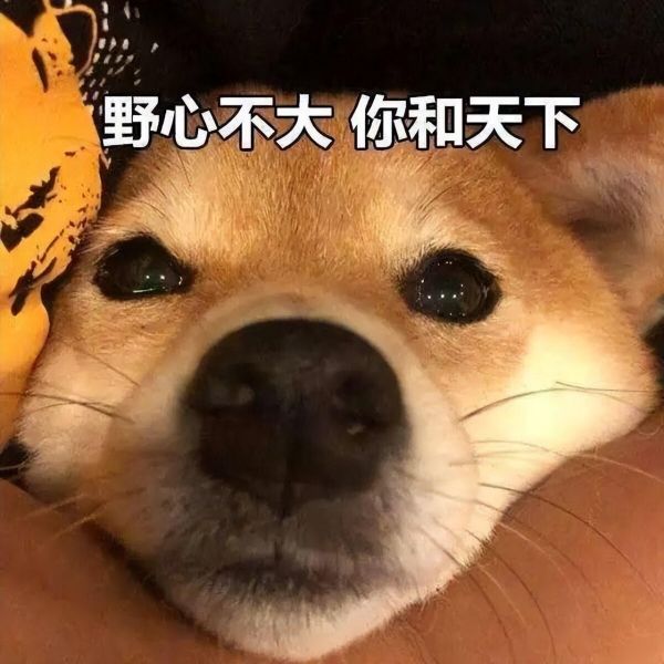 狗狗為什么會(huì)突然吃草？原因有7種來(lái)對(duì)照一下