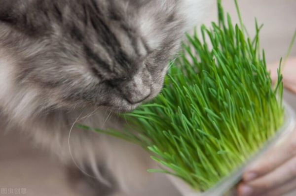 猫毛球症状怎么治疗？处理毛球症的正确方法