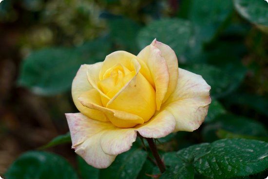 產后三個月怎么瘦身,產后三個月怎么瘦肚子?就靠瑜伽吧?