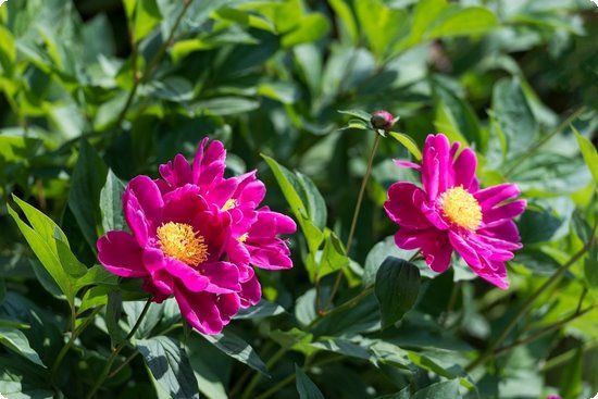 产后瘦身I健康瘦身餐必须低糖低卡吗？怎么吃会瘦还不反弹？