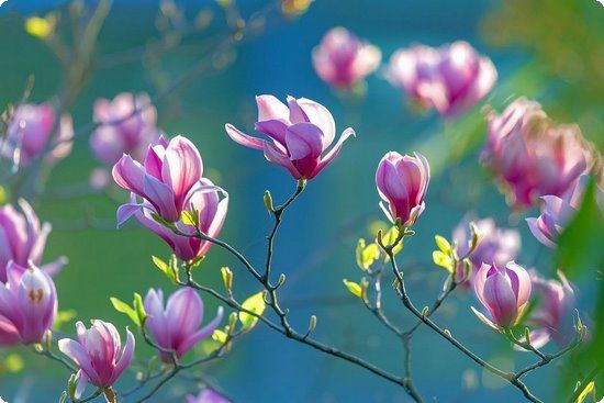 瘦身不瘦胸！來(lái)場(chǎng)健康輕斷食減肥瘦身又豐胸