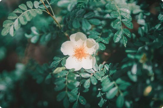 7款營(yíng)養(yǎng)瘦身粥不一樣的吃法一樣的瘦