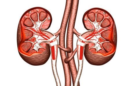 慢性腎炎怎么吃 慢性腎炎吃什么 慢性腎炎的飲食有什么要求