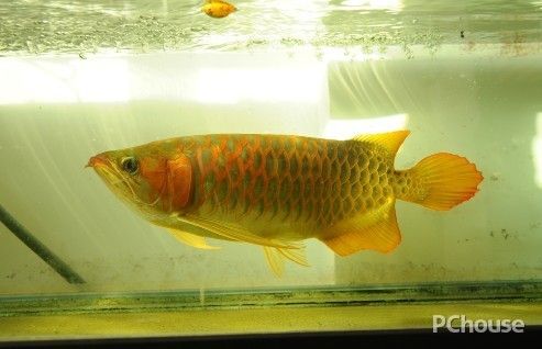 七彩神仙鱼的风水学应用