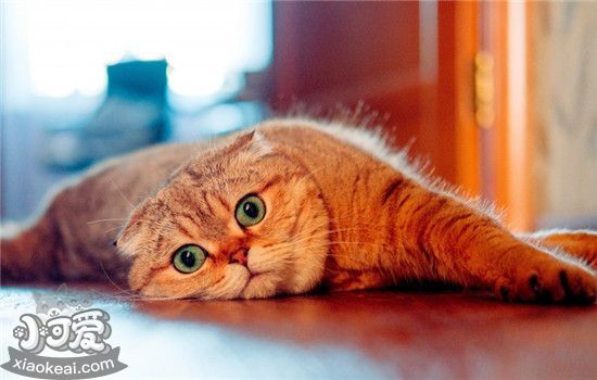 猫咪肥胖怎么减肥 控制猫咪的饭量必不可少