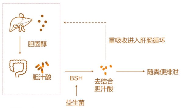 四個瘦身誤區(qū)，害慘減肥都市人