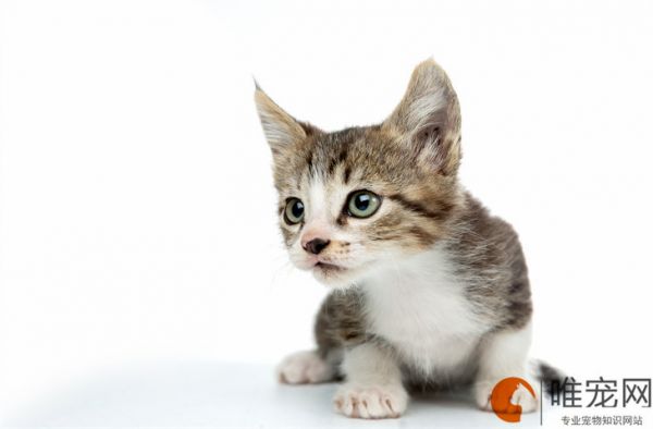 猫突然站不起来侧躺着怎么回事 全身瘫软怎么办