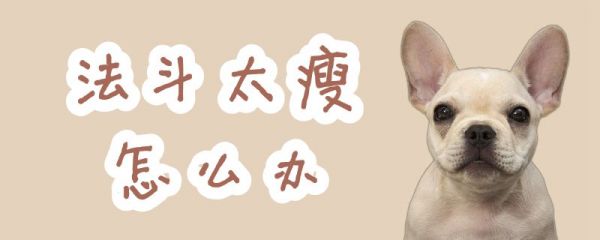 法斗太瘦怎么辦