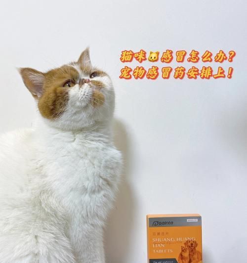 缺钙的猫咪怎么办（宠物猫缺钙的症状及药物治疗方案）