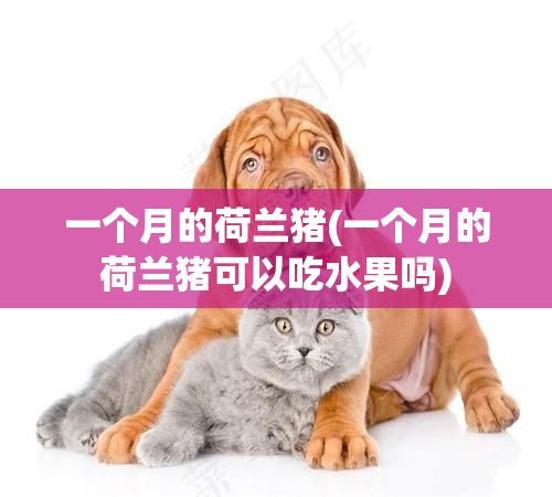 一个月的荷兰猪(一个月的荷兰猪可以吃水果吗)