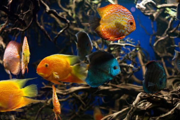 看到魚(yú)生病你就怕？別慌！觀賞魚(yú)常見(jiàn)的幾種疾病及防治 