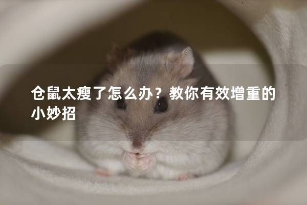 倉鼠太瘦了怎么辦？教你有效增重的小妙招