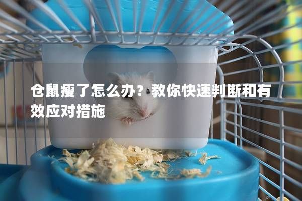 倉鼠瘦了怎么辦？教你快速判斷和有效應對措施