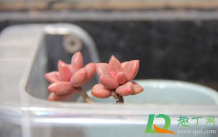 多肉為什么越養(yǎng)越瘦1