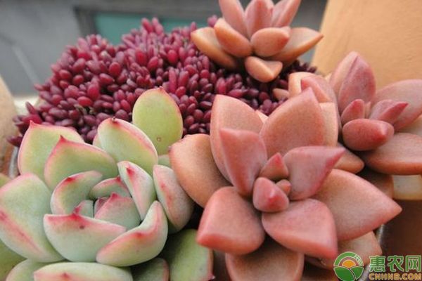 多肉怎么控養(yǎng)又胖又肥？-圖片版權(quán)歸惠農(nóng)網(wǎng)所有