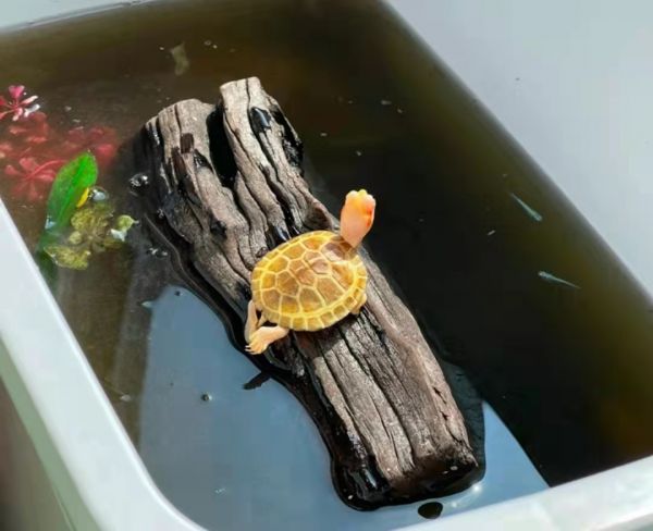 乌龟不吃东西是什么情况？盘点乌龟不吃东西的4种原因和解决方法