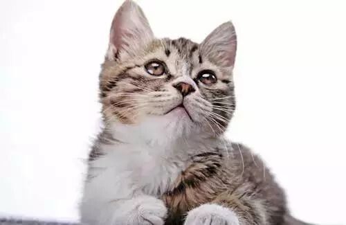 猫细小病毒怎么治疗?猫细小的症状与预防措施