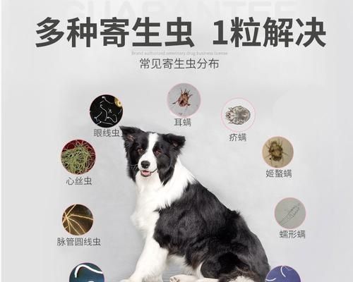 揭秘貓蛔蟲的真面目（寵物貓的健康危機(jī)與預(yù)防措施）