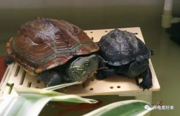 养好最便宜的草龟，再养这些品种的龟，问题不大 