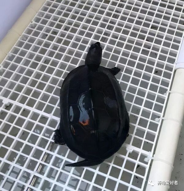 养好最便宜的草龟，再养这些品种的龟，问题不大 