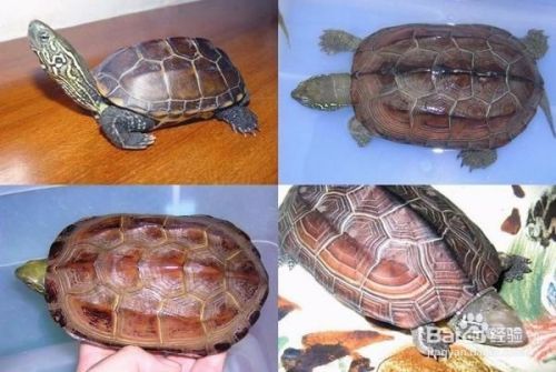 如何选择一只健康的草龟