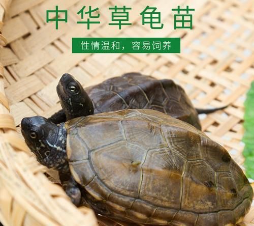 中华草龟的全面饲养指南（让你的宠物健康成长）