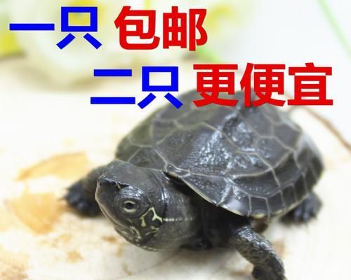 中华草龟的全面饲养指南（让你的宠物健康成长）