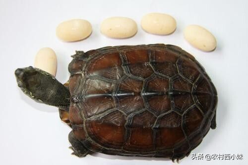 龜?shù)胺趸夹g重點 龜卵孵化注意事項