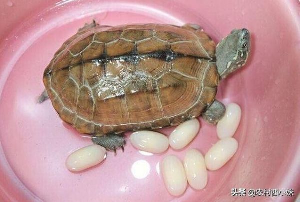 龜?shù)胺趸夹g重點 龜卵孵化注意事項