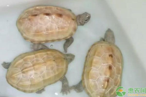 白玉草龜怎么養(yǎng)？正確飼養(yǎng)方法介紹-圖片版權(quán)歸惠農(nóng)網(wǎng)所有
