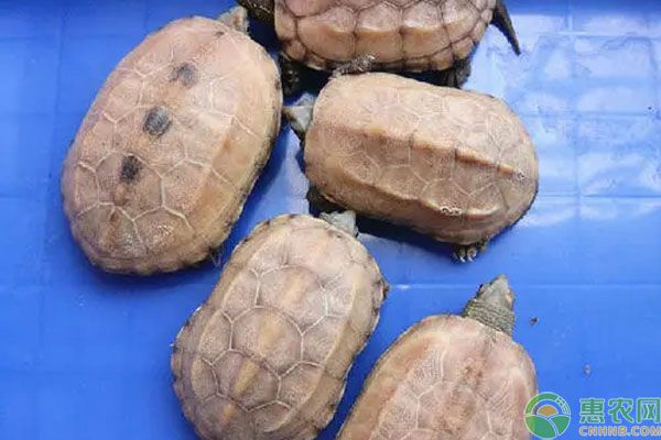 白玉草龜怎么養(yǎng)？正確飼養(yǎng)方法介紹-圖片版權(quán)歸惠農(nóng)網(wǎng)所有