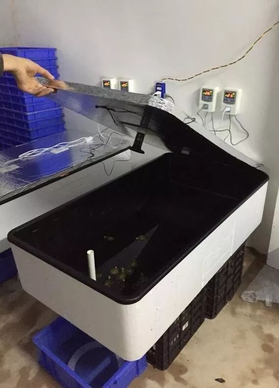 如何提高龜苗存活率(剛出殼的烏龜怎么處理)