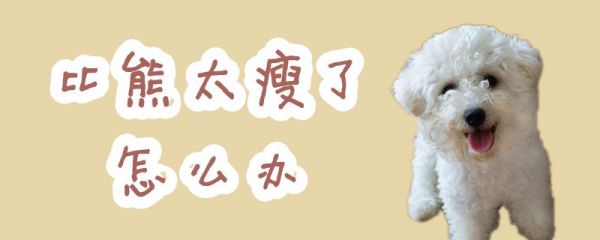 比熊太瘦了怎么辦