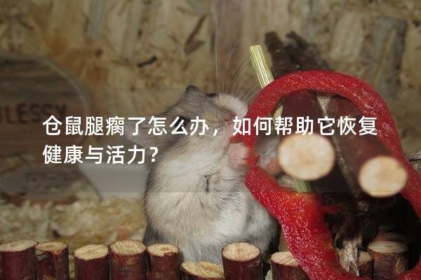 倉鼠腿瘸了怎么辦，如何幫助它恢復(fù)健康與活力？