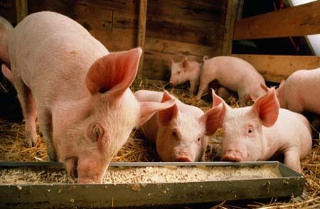 養(yǎng)豬秘訣：倒喂法養(yǎng)豬瘦肉率最高