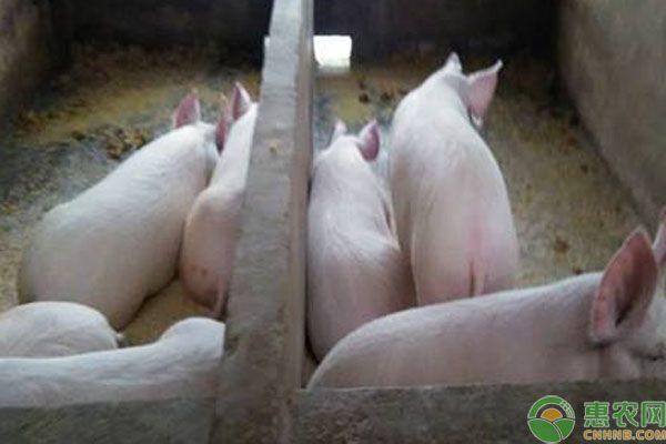 豬吃飼料卻越來越瘦的原因及解決措施-圖片版權(quán)歸惠農(nóng)網(wǎng)所有