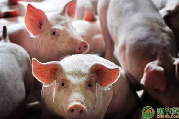 豬吃飼料卻越來越瘦的原因及解決措施-圖片版權(quán)歸惠農(nóng)網(wǎng)所有