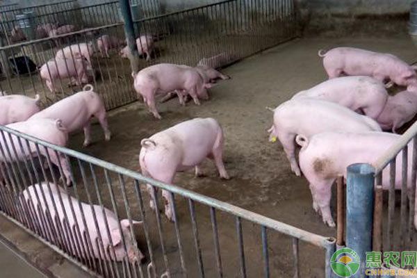 豬吃飼料卻越來越瘦的原因及解決措施-圖片版權(quán)歸惠農(nóng)網(wǎng)所有