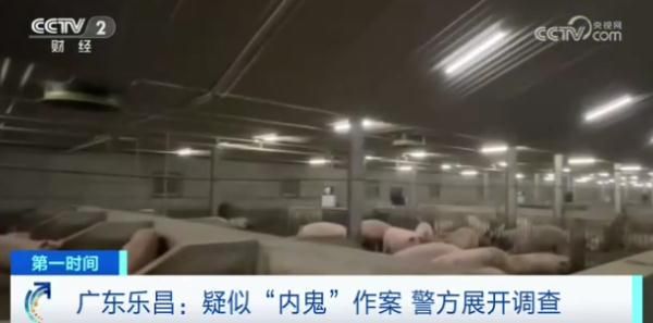 200多頭豬，一夜“暴瘦”60多斤！監(jiān)控錄像太蹊蹺…