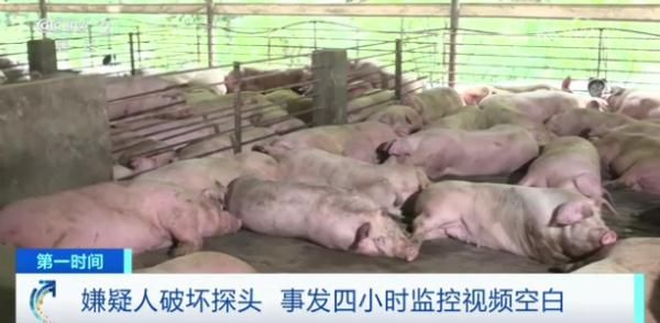 200多頭豬，一夜“暴瘦”60多斤！監(jiān)控錄像太蹊蹺…