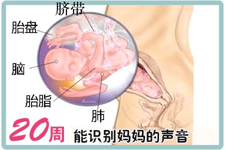 懷孕第20周胎兒圖