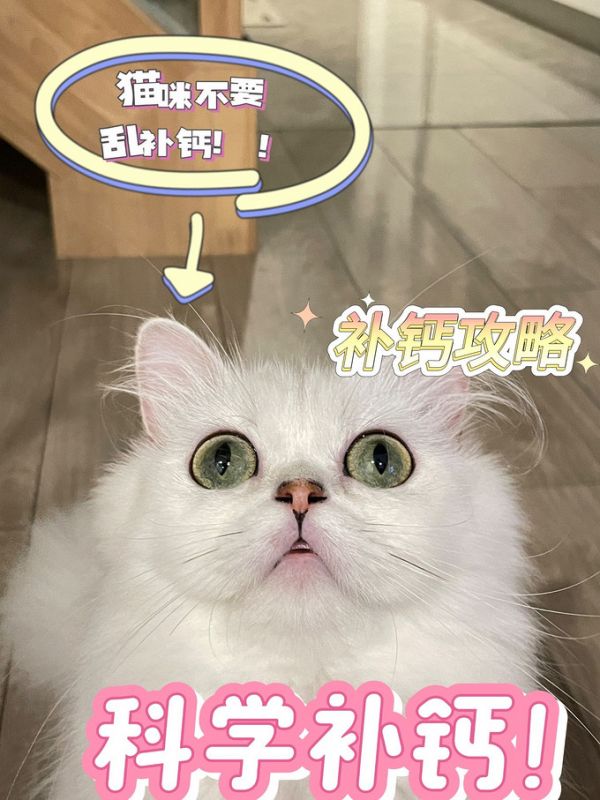 寵物骨骼補(bǔ)鈣