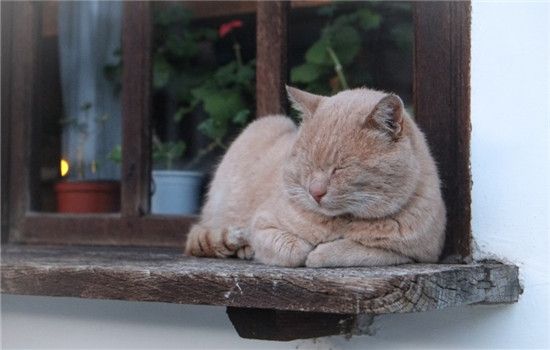 貓?zhí)菀允裁?給貓?jiān)龇士梢猿赃@些食物