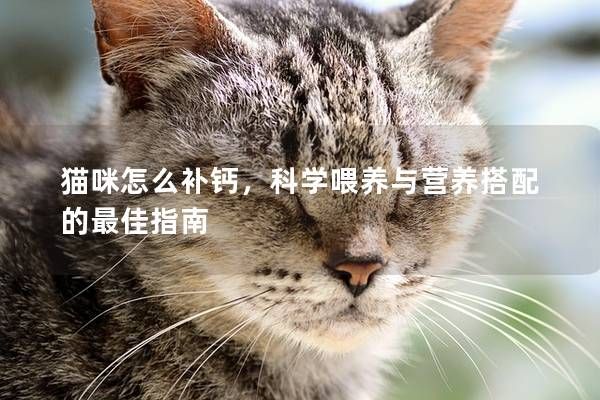 貓咪怎么補(bǔ)鈣，科學(xué)喂養(yǎng)與營(yíng)養(yǎng)搭配的最佳指南