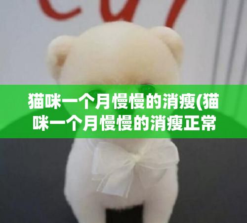 猫咪一个月慢慢的消瘦(猫咪一个月慢慢的消瘦正常吗)✅ 