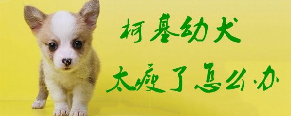 柯基幼犬太瘦了怎么办1