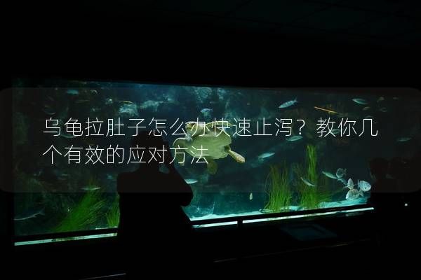 乌龟拉肚子怎么办快速止泻？教你几个有效的应对方法